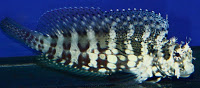 blennidi-salarias-fasciatus-101-1L